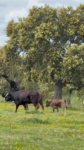 Instantes de una visita en @ganaderiatalavante 🙌🏽 La primavera en el campo hace que se vea así de bonito, ver los animales de cerca, sentir su evolución, conocer su entorno, la historia de la ganadería y mucho más. Visitar una ganadería es un recuerdo que jamás se olvidará. Si estáis dudosos, una imagen vale más que mil palabras (y en este vídeo encontraréis muchas muy bonitas) 😊 #toros #tauromaquias #instantes #extremadura #campo #bravo #dehesa #ganaderia #visita #primavera | Maria Rosa Quin