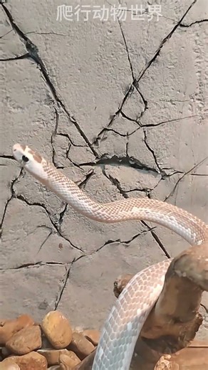 A Florida kingsnake\一条布鲁克王蛇 #kingsnake #snake