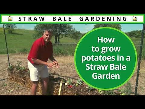 How to Grow Potatoes in a Straw Bale Garden