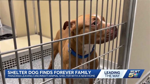 Struggling dog urgently in need of home adopted from Cincinnati Animal Care