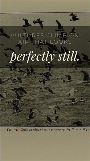 This Bird's Flight Trick Changes Everything