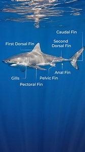 EVERY PART OF A SHARK TELLS A STORY. 🦈 From the structure of their jaws to the design of their fins, white sharks are built for survival—and for millions of years, these animals have acted as the balance keepers of the ocean. When kids understand how sharks are built, they begin to understand why they matter. 🌊 That curiosity is what THE OCEARCH ADVENTURE is all about. In partnership with POSTPALS, we’re bringing real shark science and hands-on quests to young ocean explorers—powered by the re