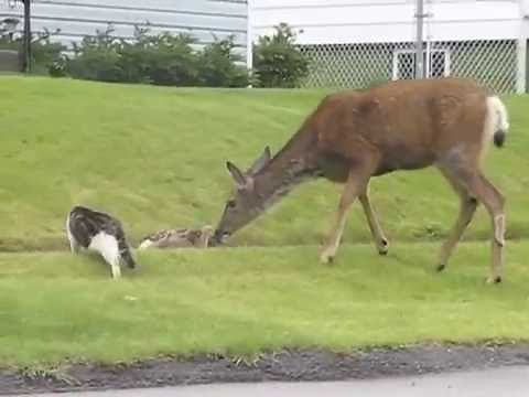 Hunters, watch your dogs. Dog & Cat vs Momma Deer in Cranbrook, Canada.