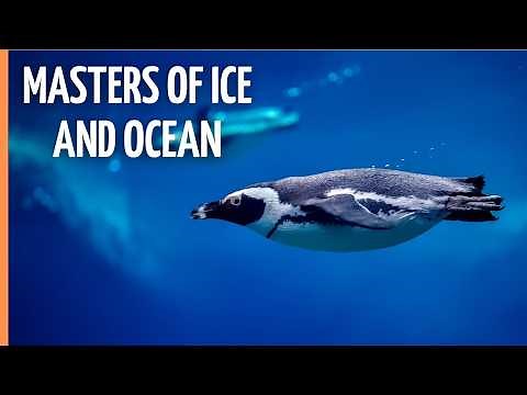 Penguins: The Ultimate Survivors of the Frozen World | Full Documentary