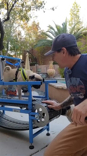 🐾 Small dog. Serious design. The Firepaw Mini Dog Treadmill isn’t just smaller — it’s purpose-built. Every detail is made for the way small dogs move, think, and train. 💡 Including our unique joint protection system, scaled with real precision. 🎥 Video by the amazing Ray @rundawg_gym #FirepawMini #DesignedForSmallDogs #JointProtection #rundawg #FirepawTreadmills BuiltForDogs | Firepaw Dog Treadmills