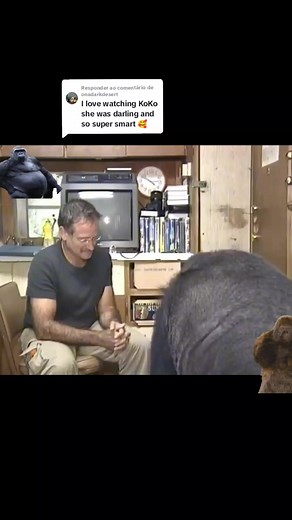 Coco the Gorilla Understands Spoken English | Unforgettable Moments