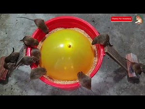 Super Armadilha de rato 🐀 Capturando muitos ratos 🐀 12 Ratos sendo capturados de uma vez!