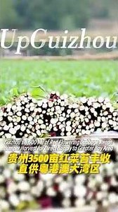 A bumper harvest of 3500 mu of red flowering cabbage in #guizhou
