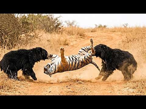The Tiger CORNERED by 2 Sloth Bears (Fatal Mistake) 🐯🆚🐻🐻