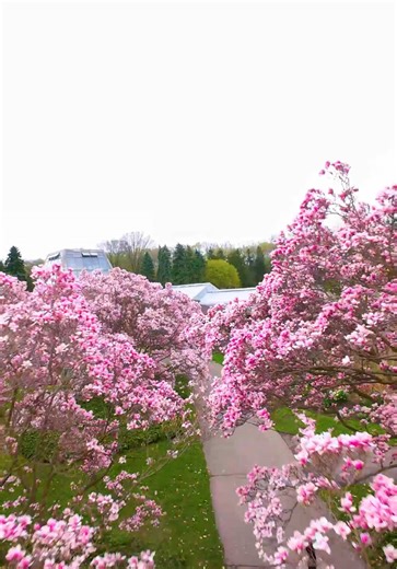 Explore the Beauty of Magnolia Allée This Spring