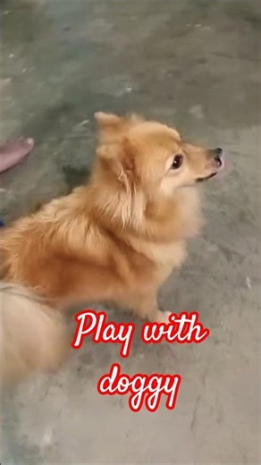 amazing creature #doglife #song#doglover #viral shorts #trending #ytshorts #youtubeshorts