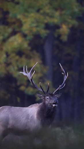 Elk noises #elk #elkrut #bugle #canon #pennsylvania #conservation