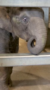 If you guessed an elephant rumbling, you were correct! #EleTwin Yaad demonstrates the low-frequency rumbling sound that elephants can use to communicate with each other. Rumbles can travel through the air or ground over distances as large as 10 kilometers! Our random winner is Amber LaPlante, who was one of only 4 people to guess the correct animal. Amber, we have a guest pass and two Zoo Boo tickets for you. Zoo Boo takes place every weekend in October, get your tickets today! rosamondgiffordzo