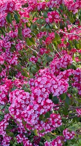Here’s the Mountain Laurel and a bunny.☺️ Kalmia Latifolia is an evergreen shrub in the Heather family (Ericaceae) which includes the common heather, azalea, rhododendron, cranberry, and blueberry. Mountain Laurel is toxic to humans and animals. The pentagon-shaped blooms invite bees and butterflies. 🐰🌸🩷 #gardeningtips #flowergarden #flowers #gardeninspiration #pinkflowers #pnw #mountainlaurel #gardens | Learn To Grow