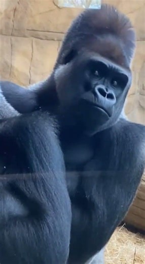 Gorilla Girlfriend Did Not Come to the Enclosure to Watch Him Flirt .mp4