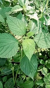 Discover the amazing benefits of wood nettle! 🌿 From its nutritional value to its medicinal uses, this wild plant is full of surprises. Learn how to identify and use wood nettle safely in this quick guide! #WoodNettle #HerbalMedicine #remedy #viral #health #reels #herbal | David Gallimore
