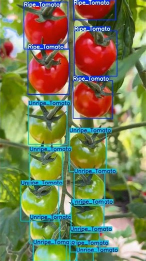 AI Detecting Ripe and Unripe Tomatoes 🍅🤖 | Computer Vision in Farming #Shorts #shorts