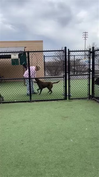 🐾 Unleash the joy with Sam, our 11-year-old Lab mix extraordinaire! 🌟 In this heartwarming reel, watch as Sam, the forever-young fetch enthusiast, teams up with our dedicated volunteer, Kim, for a fetch session that will tug at your heartstrings and bring a smile to your face! 😍🎾 Watch, share, and fall in love with Sam's zest for life! Who says senior dogs can't have a blast playing fetch? Sam is here to challenge that notion and steal your heart in the process. 🚀🐶 #FetchFunWithSam #Senior