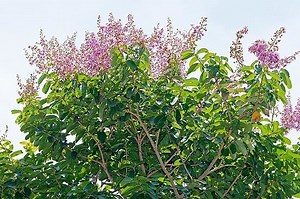 Lagerstroemia calyculata - Alchetron, the free social encyclopedia