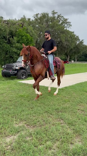Caballos bailadores: Gitano sintiendo el ritmo