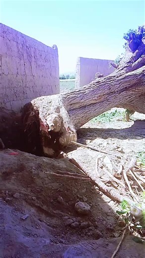 Yhhg Gfhcg on TikTok