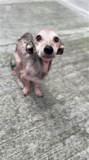 RESCATADOGS ᴥ︎ on Instagram: "Acá validamos de vez en cuando un poquito de grosería 🤣🙈 Ayúdanos a difundir a Dobby Emilio 🙏🏼❤️ Para empezar proceso de adopción pueden ir a nuestro link del perfil y llenar formulario de adopción 😍🙌🏼🐾✨"