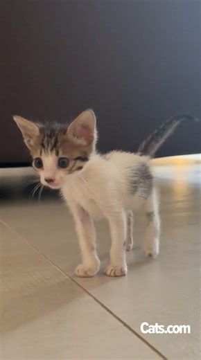 13K views · 899 reactions | He found a 3 day old kitten 凉  @rubyfromcyprus | Cats.com | Facebook