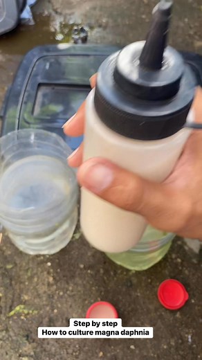 How to culture magna daphnia step by step | VinFinity's Lair