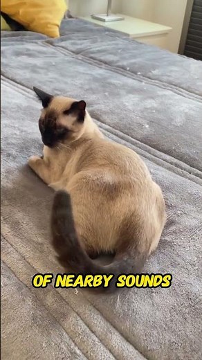 Why Cats Flick Their Tail While Resting | Understanding Cat Tail Signals