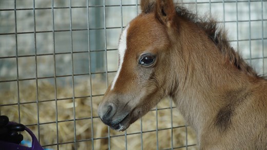 Meet Bunny, the abandoned foal who was rescued by our Field Officer on a mountain road. She has been hand-reared by our team at Glenda Spooner Farm Rescue and Rehoming Centre ever since and is still receiving round-the-clock care from our team. If you would like to help horses like Bunny, please consider donating today - https://bit.ly/3N8x8BG | World Horse Welfare