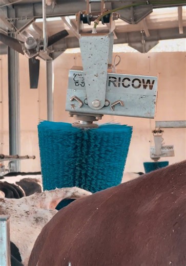 This is what your ladies truly deserve 🐄💚 #cowcomfort #dairyfarming #farm #animals#cowbrushes