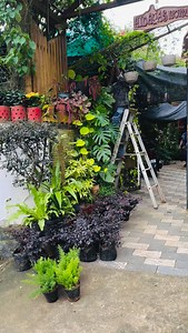 #8921939101 #penta #aspargus #thooja #homegarden #plants #kerala #garden #syngonium #anthurium #gloriousum #mohanlal #mamooty | 𝗛𝗶𝗱𝗮𝘆𝗮'𝘀 𝗛𝗼𝗺𝗲 𝗚𝗮𝗿𝗱𝗲𝗻 - 𝚑𝚊𝚜𝚎𝚎𝚗𝚊 𝚓𝚊𝚋𝚋𝚊𝚛