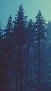 Evergreen fir trees with cones, peaks of French Alps mountains