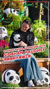 1.7M views · 5.7K reactions | 【‍♀️ 香港「女飛魚」何詩蓓遇見大熊貓 一秒變迷妹 】...