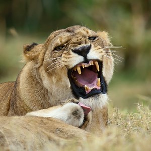 455K views · 10K reactions | All hail the queens on both sides of the camera  #NatGeoQueens premieres Monday, March 4 at 8/7c on National Geographic TV. Stream on Disney+ and Hulu. | National Geographic Animals | Facebook