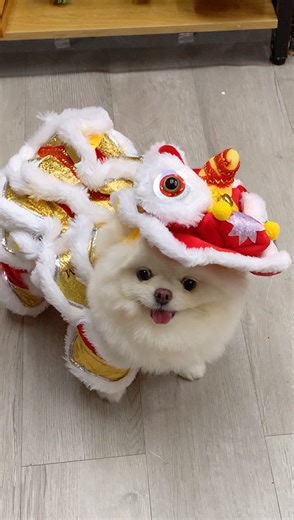 EV Pet Store on Instagram: "舞狮小分队上线 🦁✨ 个子小小，气场满满，一穿上舞狮装直接可爱暴击 🥹❤️ 今年的新年， 当然要让毛孩一起热闹起来 🧧🐾 谁看了能不心动？🥹 📍 Cheras Traders Square 🛒 www.evpetstore.com.my ✅ walk-in | ✅ lalamove | ✅ courier delivery"