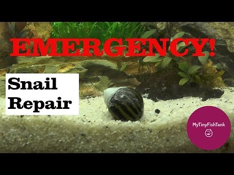 EMERGENCY Snail Shell REPAIR!! How to repair a snail shell-Tutorial