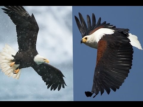 Bald Eagle & African Fish Eagle - The Differences
