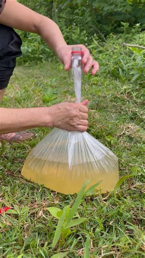 The guy show AMAZING Smart and Useful in Forest #bushcraft #survival #Outdoors #skills