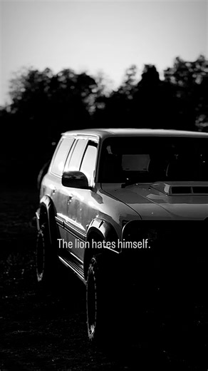 The Lion - A Heartfelt Reflection