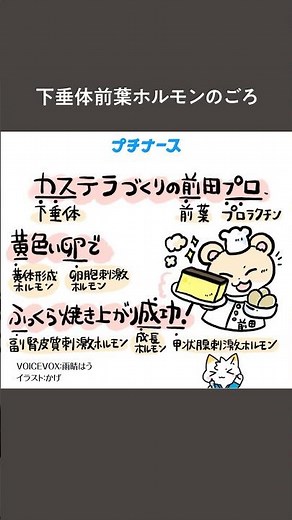 #ごろプロ 「下垂体前葉ホルモン」#看護学生 #看護師 #看護師の日常 #看護師国家試験