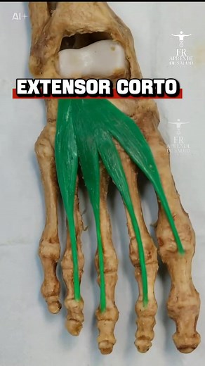 Músculo extensor corto del pie: clave para elevar los dedos y dar estabilidad al caminar 👣 #Anatomía #PieHumano #SistemaMuscular #Salud #Medicina #FootHealth #Anatomy | ᴹᵉᵈⁱᶜⁱⁿᵃ ᴱⁿ ᴱˢᵖᵃⁿ̃ᵒˡ