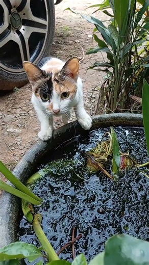 How to Give Your Cat the Best Life (Cat Care & Behavior)