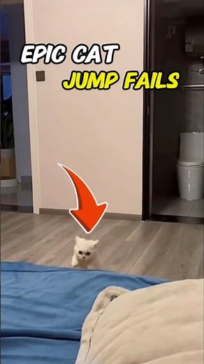 Cat Jump Fail Caught on Camera 🐱😂 #shorts