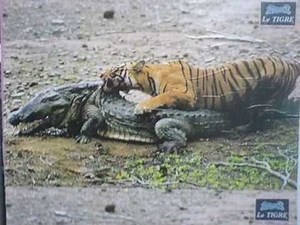 Tiger kills Crocodile.