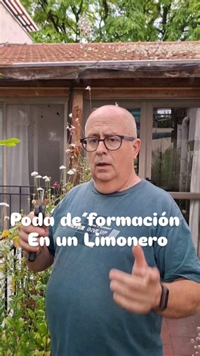 La poda que se realizo es simple para hacer que un arbol tenga un crecimiento controlado se llama poda de formación. Siempre utilizar tijeras limpias y afiladas para no dañar el arbol. #podasdecitricos #huertaagroecologica | huertaorganica.ba