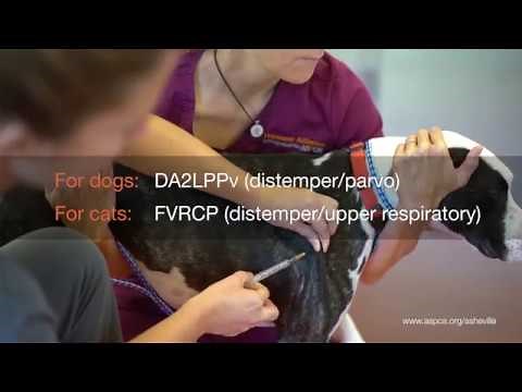 ASPCA Spay/Neuter Alliance: Before Surgery