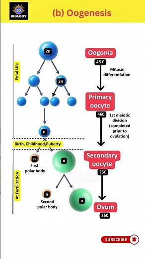 3D Concept Sprint 🚀 | Oogenesis Steps (NCERT Fig. 2.8b) | NEET 2026 Biology