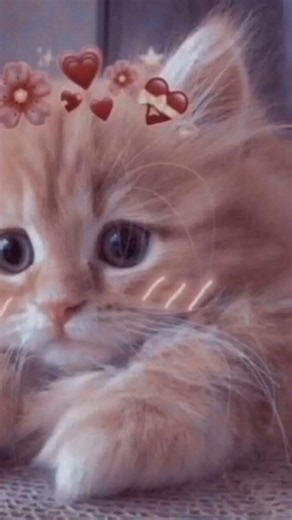 صور بروفايل بنات انمي كيوت🌺#لايك_اشتراك # songs# احبكم وشتركو في القناة عشان نوصل 100 مشترك💗