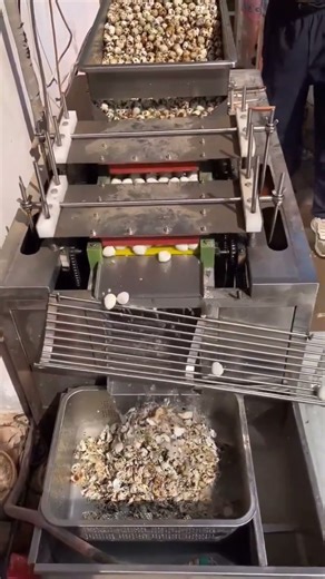A practical machine for peeling large quantities of quail eggs